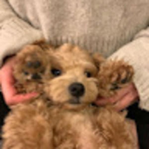 Meet your Posher, Fiona